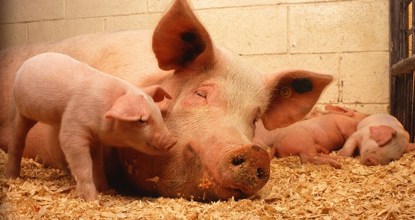 Informacja Głównego Lekarza Weterynarii skierowana do rolników utrzymujących świnie